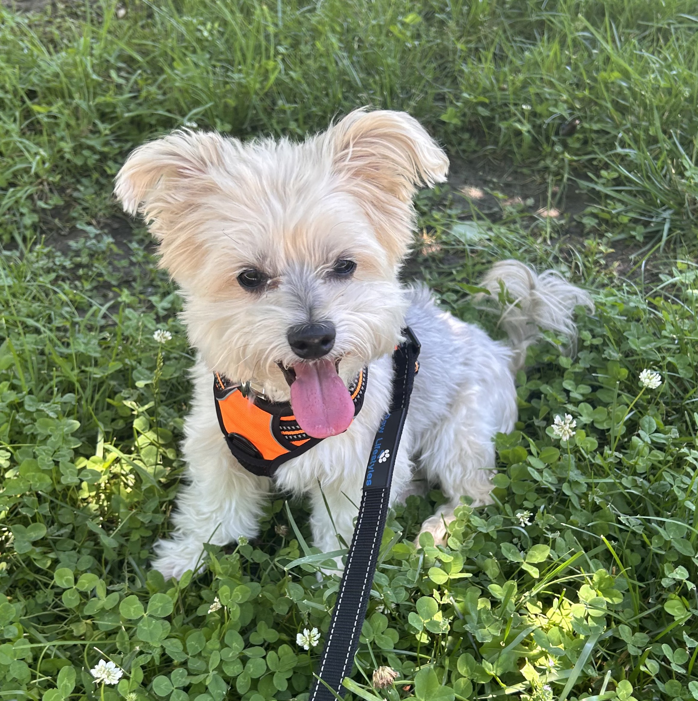 Rudy